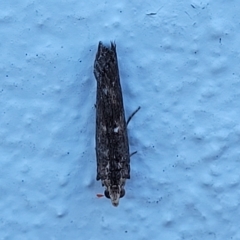 Phycitinae (subfamily) (A snout moth) at Birdwood, SA - 18 Apr 2023 by trevorpreston