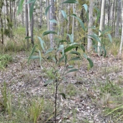 Acacia falcata (Hickory Wattle) at South Nowra, NSW - 17 Apr 2023 by plants