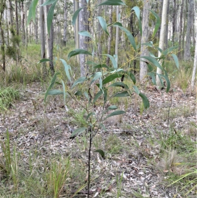 Acacia falcata (Hickory Wattle) at South Nowra, NSW - 17 Apr 2023 by plants