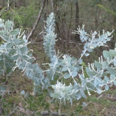 Acacia podalyriifolia (Queensland Silver Wattle) at Touga, NSW - 17 Apr 2023 by plants