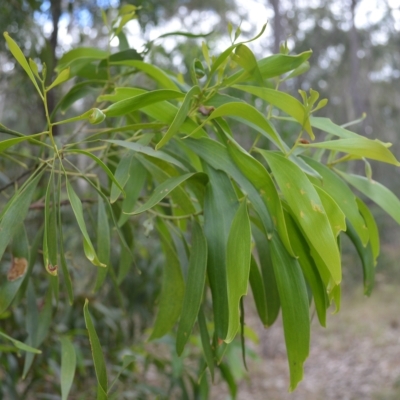 Acacia implexa (Hickory Wattle, Lightwood) at West Nowra, NSW - 17 Apr 2023 by plants