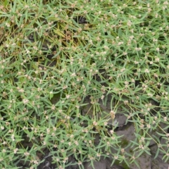 Alternanthera denticulata (Lesser Joyweed) at Mundamia, NSW - 18 Apr 2023 by plants