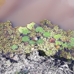 Nymphaea sp. (Waterlily) at South Nowra, NSW - 17 Apr 2023 by plants