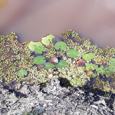 Nymphaea (genus) (Waterlily) at South Nowra, NSW - 17 Apr 2023 by plants