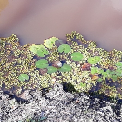 Nymphaea sp. (Waterlily) at South Nowra, NSW - 17 Apr 2023 by plants