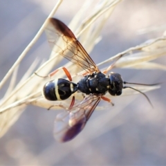 Taeniogonalos sp. (genus) (A hyperparasitic wasp) at Aranda, ACT - 17 Apr 2023 by CathB