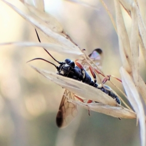 Taeniogonalos sp. (genus) at Aranda, ACT - 17 Apr 2023