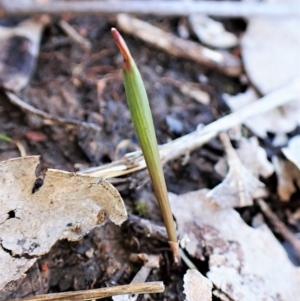 Lyperanthus suaveolens at Aranda, ACT - suppressed