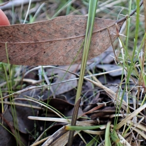 Lyperanthus suaveolens at Point 4081 - suppressed