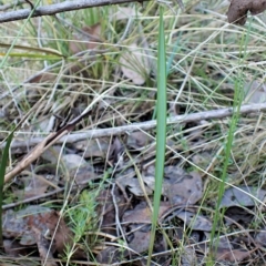 Lyperanthus suaveolens at Point 4081 - suppressed