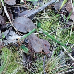 Lyperanthus suaveolens at Point 4081 - suppressed