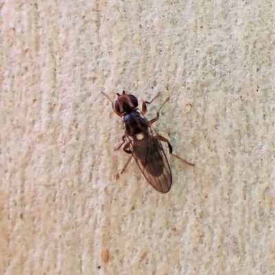 Periscelididae (family) (Periscelidid fly) - 1 Jan 1900 by CathB