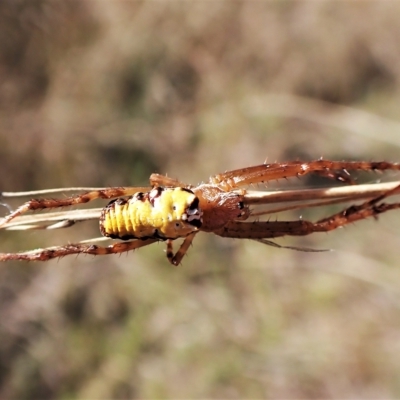 Cyrtophora moluccensis (Tent spider) at Mount Painter - 14 Apr 2023 by CathB