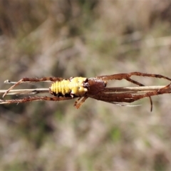 Cyrtophora moluccensis at Cook, ACT - 14 Apr 2023