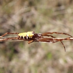 Cyrtophora moluccensis at Cook, ACT - 14 Apr 2023 03:02 PM