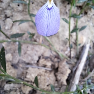 Hybanthus monopetalus (Slender Violet) at Krawarree, NSW - 16 Apr 2023 by LPadg