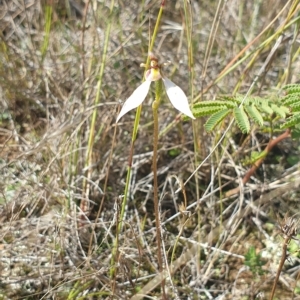 Eriochilus cucullatus at Kowen, ACT - 18 Apr 2023