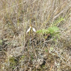 Eriochilus cucullatus at Kowen, ACT - 18 Apr 2023