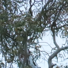 Glossopsitta concinna (Musk Lorikeet) at Narrabundah, ACT - 17 Apr 2023 by TomW