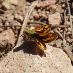 Ocybadistes walkeri (Green Grass-dart) at Narrabundah, ACT - 17 Apr 2023 by MatthewFrawley