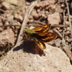 Ocybadistes walkeri at Narrabundah, ACT - 17 Apr 2023