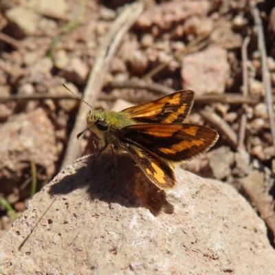 Ocybadistes walkeri (Green Grass-dart) at Narrabundah, ACT - 17 Apr 2023 by MatthewFrawley