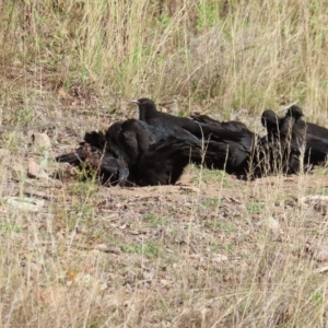 Corcorax melanorhamphos at Narrabundah, ACT - 17 Apr 2023