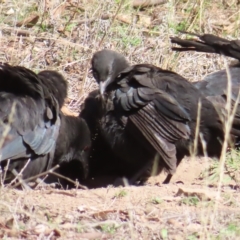 Corcorax melanorhamphos at Narrabundah, ACT - 17 Apr 2023 02:33 PM