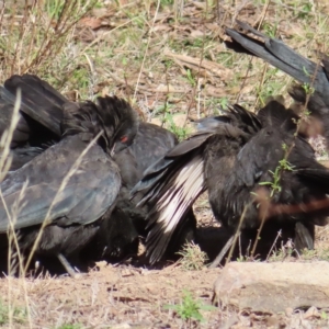 Corcorax melanorhamphos at Narrabundah, ACT - 17 Apr 2023 02:33 PM