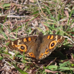 Junonia villida at Narrabundah, ACT - 17 Apr 2023 02:35 PM