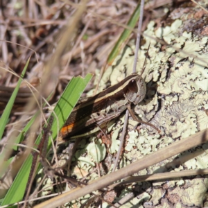 Macrotona australis at Pearce, ACT - 17 Apr 2023