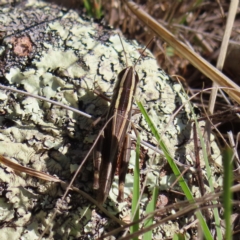 Macrotona australis at Pearce, ACT - 17 Apr 2023 02:42 PM