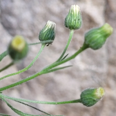 Erigeron bonariensis (Flaxleaf Fleabane) at Woodforde, SA - 18 Apr 2023 by trevorpreston