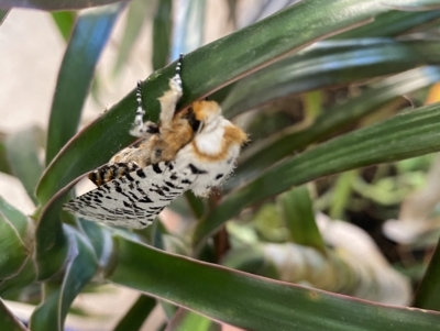 Unverified Wood moth (Cossidae) by Hoddo