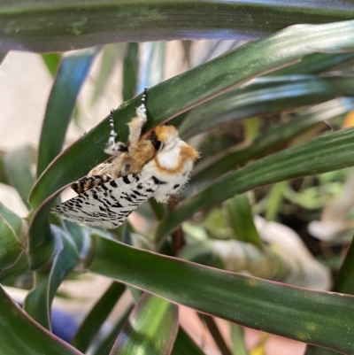 Unverified Wood moth (Cossidae) at  - suppressed by Hoddo