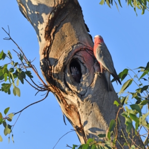 Eolophus roseicapilla at Higgins, ACT - 18 Jan 2021 07:50 PM