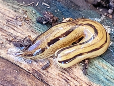 Artioposthia adelaidensis at Woodforde, SA - 18 Apr 2023 by trevorpreston