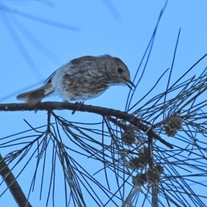 Acanthiza pusilla at Higgins, ACT - 18 Jan 2021