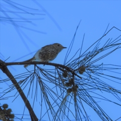 Acanthiza pusilla at Higgins, ACT - 18 Jan 2021