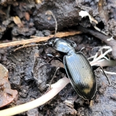 Sarticus cyaneocinctus at Woodforde, SA - 18 Apr 2023 by trevorpreston