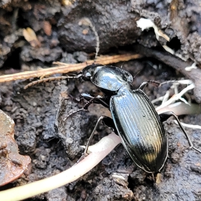 Sarticus cyaneocinctus at Woodforde, SA - 18 Apr 2023 by trevorpreston