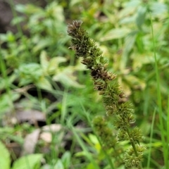 Mentha x piperita var. piperita (Peppermint) at Woodforde, SA - 18 Apr 2023 by trevorpreston