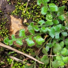 Pleurosorus rutifolius (Blanket Fern) at Woodforde, SA - 18 Apr 2023 by trevorpreston