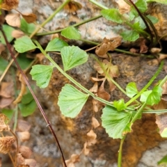 Asplenium flabellifolium (Necklace Fern) at Woodforde, SA - 18 Apr 2023 by trevorpreston