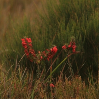 Epacris impressa (Common Heath) at Green Cape, NSW - 16 Apr 2023 by JimL