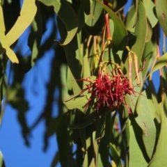 Amyema miquelii (Box Mistletoe) at Fisher, ACT - 17 Apr 2023 by MatthewFrawley