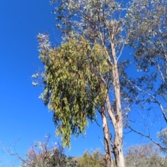 Amyema miquelii at Fisher, ACT - 17 Apr 2023 02:49 PM