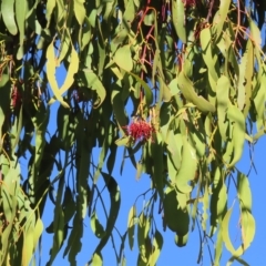 Amyema miquelii at Fisher, ACT - 17 Apr 2023 02:49 PM