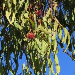 Amyema miquelii at Fisher, ACT - 17 Apr 2023 02:49 PM