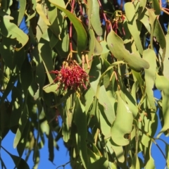 Amyema miquelii at Fisher, ACT - 17 Apr 2023 02:49 PM